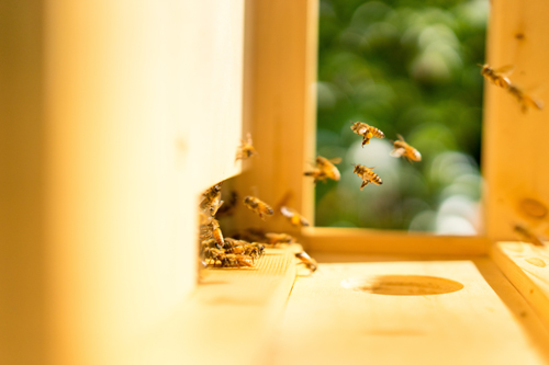 Beehive